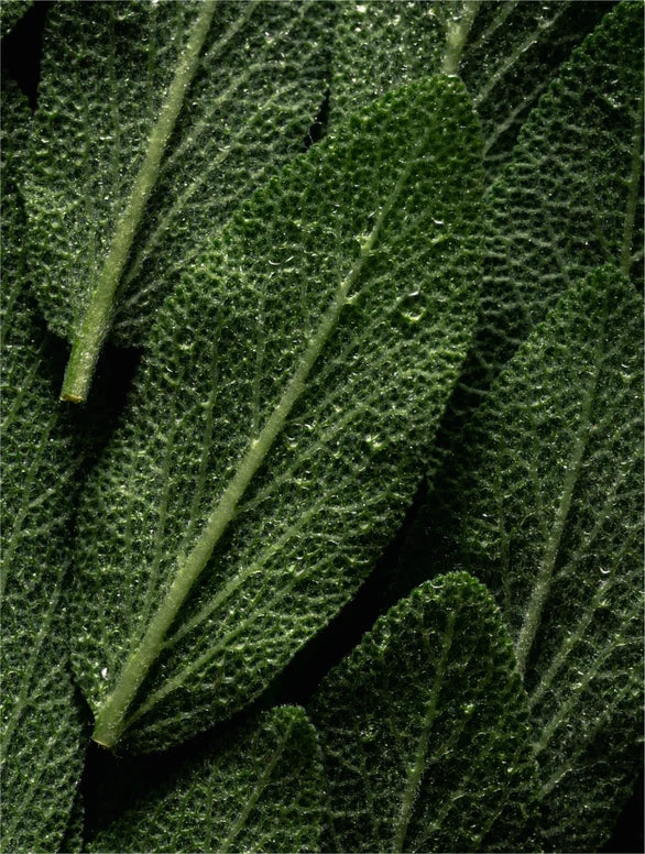 SolSkin Microbiome Prebiotics Face Mist